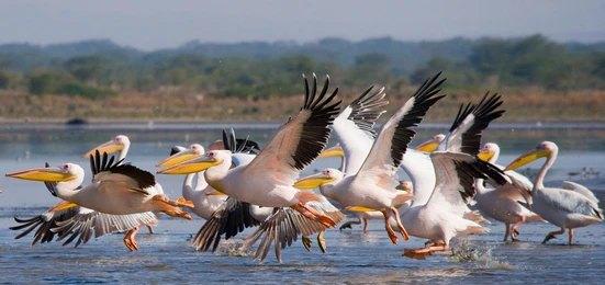 Adventure Travels Kenya 10 Days Masai Mara, Lake Nakuru, Samburu, Sweetwaters, Treehotel & Amboseli Safari