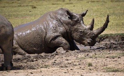 Adventure Travels Kenya 10 Days Masai Mara, Lake Nakuru, Samburu, Sweetwaters, Treehotel & Amboseli Safari