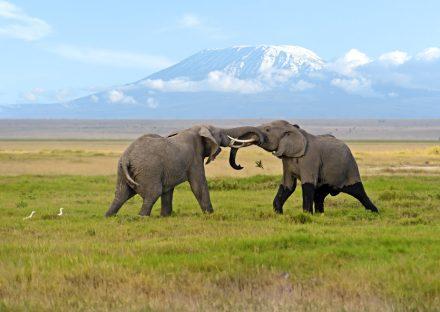 Adventure Travels Kenya 10 Days Masai Mara, Lake Nakuru, Samburu, Sweetwaters, Treehotel & Amboseli Safari