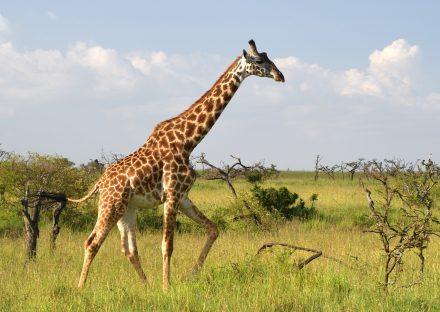 Adventure Travels Kenya 11 Days Kenya Classic Safari – Mara, Nakuru, Mt Kenya, Samburu & Mombasa