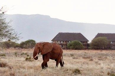 Adventure Travels Kenya 11 Days Kenya Classic Safari – Mara, Nakuru, Mt Kenya, Samburu & Mombasa
