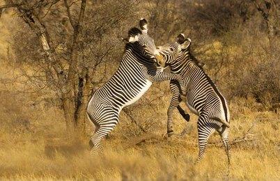 Adventure Travels Kenya 11 Days Kenya Classic Safari – Mara, Nakuru, Mt Kenya, Samburu & Mombasa