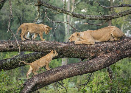 Adventure Travels Kenya 3 Days Ngorongoro & Lake Manyara Camping Safari