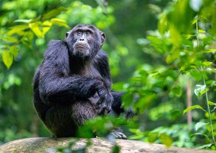 Adventure Travels Kenya 3 Days Uganda Birding Tour Package
