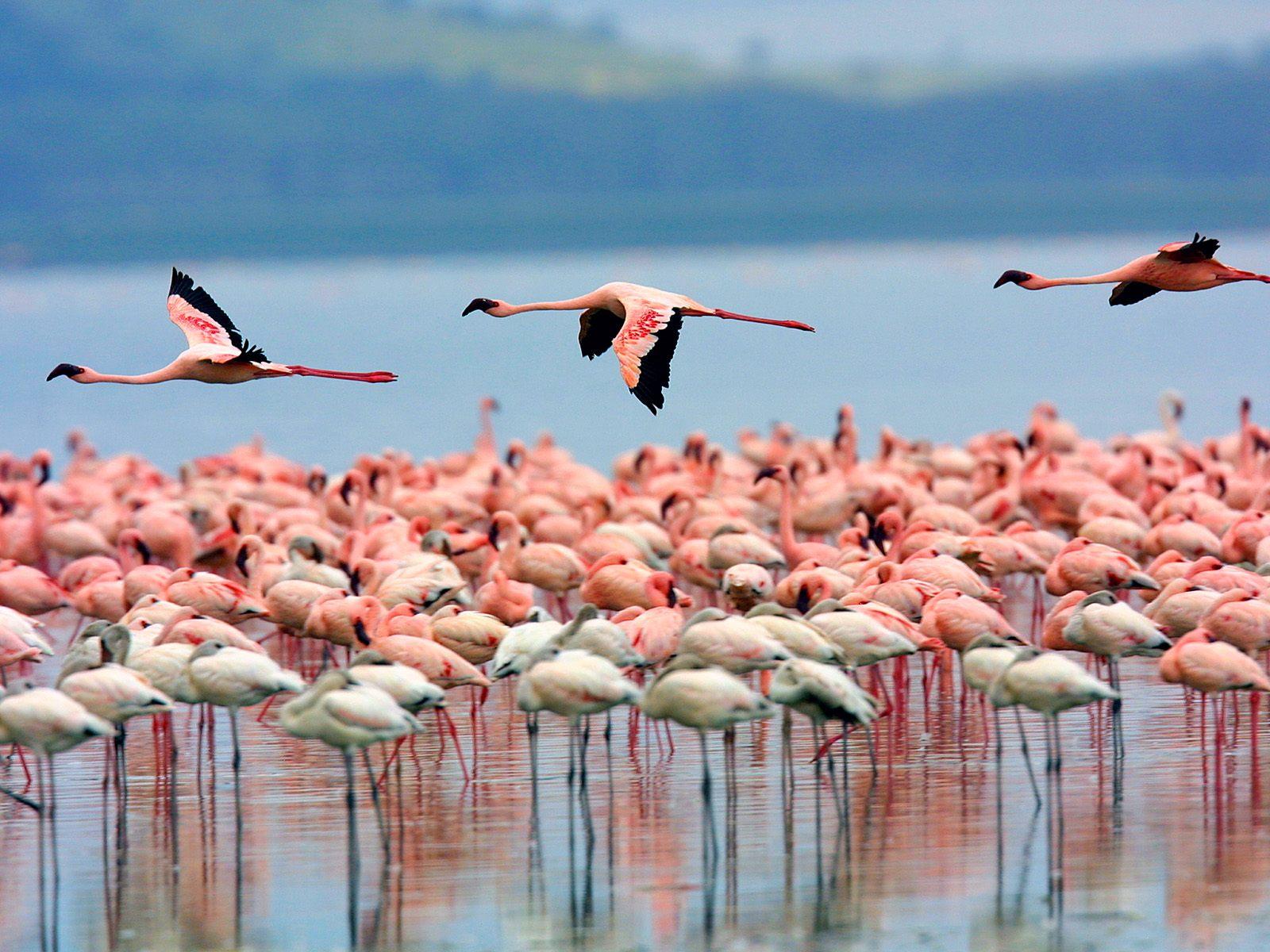Adventure Travels Kenya 5 days Masai Mara Lake Nakuru Naivasha hells gate