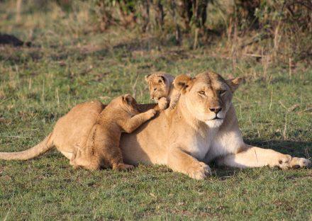 Adventure Travels Kenya 5 days Masai Mara Lake Nakuru Naivasha hells gate
