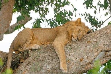 Adventure Travels Kenya 5 Days Murchison Falls & Queen Elizabeth Park Safari