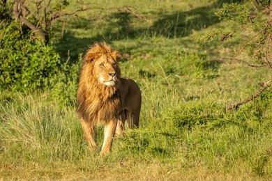 Adventure Travels Kenya 6 Days Masai Mara, Lake Nakuru & Amboseli