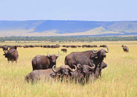 Adventure Travels Kenya 8 Days Lake Manyara, Serengeti & Ngorongoro Crater Safari