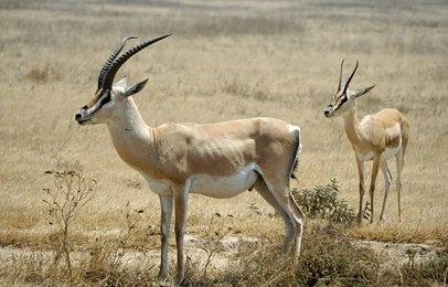 Adventure Travels Kenya 8 Days Lake Manyara, Serengeti & Ngorongoro Crater Safari