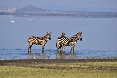 Adventure Travels Kenya 8 Days Lake Manyara, Serengeti & Ngorongoro Crater Safari