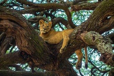 Adventure Travels Kenya 8 Days Lake Manyara, Serengeti & Ngorongoro Crater Safari