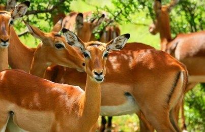 Adventure Travels Kenya 8 Days Masai Mara, Lake Nakuru, Samburu, Sweetwaters & Treehotel Safari