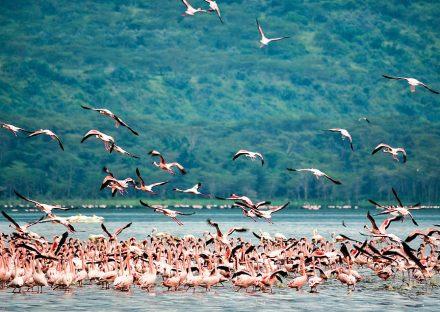 Adventure Travels Kenya 8 Days Masai Mara, Lake Nakuru, Samburu, Sweetwaters & Treehotel Safari