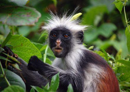 Adventure Travels Kenya Excursions in Zanzibar